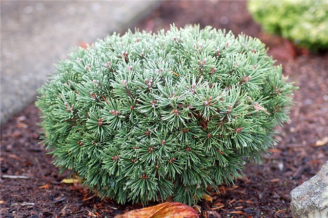 Pinus mugo 